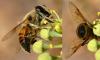 Eristalis tenax